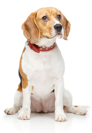 Behandlung Hund