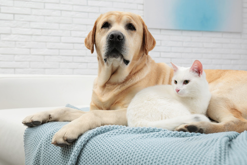 Tierarzt für Katze und Hund