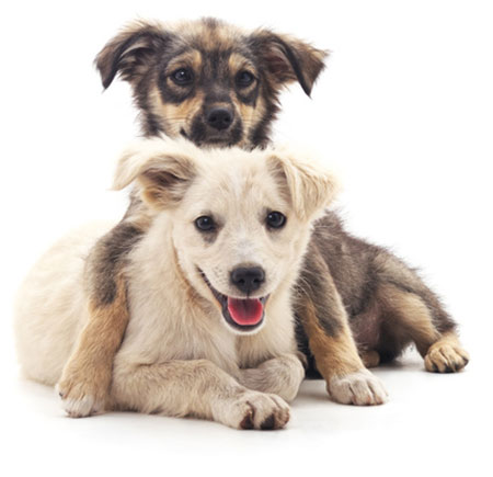 Tierarzt Hunde